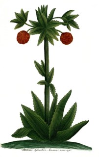 Pineapple silvestris