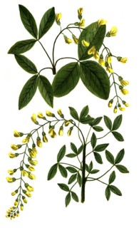 Amagyris major