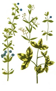 Samolus valerandi
