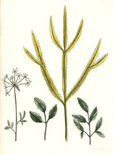 Ammi perenne