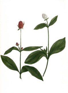 globosus ruber