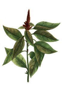 Major panniculis surrectis rubris