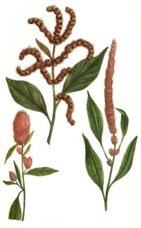 Rubrum
