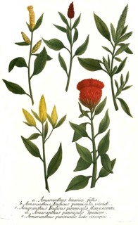 linariae