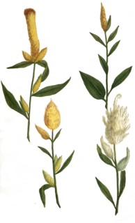 luteus major