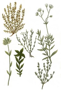 Alsine nodosa