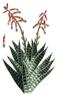 Aloe africana humilis folio albo et viridi variegato