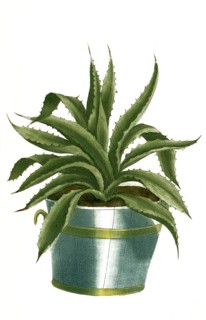 Aloe africana serrata flore rubro