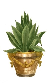 Aloe americana minor