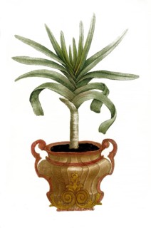 Aloe africana montana arborescens non spinosa