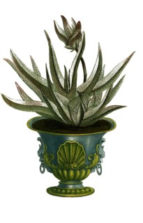 Aloe africana humilis foliis longis ab utraque