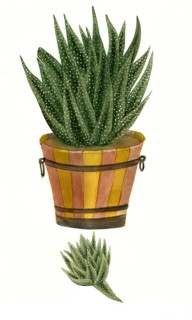 Aloe africana margaritfera major