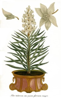 Aloe tuberosa