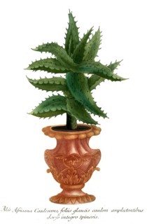 Aloe africana