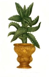 Aloe africana caulescens