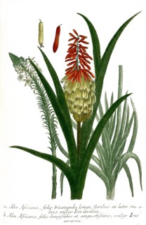 Aloe africana