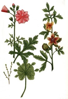 Folio vesicaria minima
