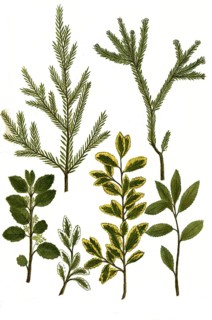 Alaternus variants