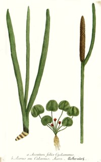 Foliis cyclaminis
