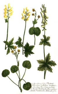 Foliis platani