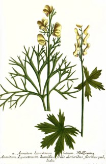 Lycoctonon luteum and Aconitum lycoctonon humilius