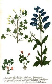 Acetosella hirsuta