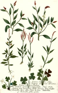 Acetosa ocymi