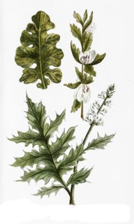 Acanthus mollis and Acanthus aculeatus