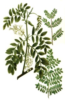 Acacia americana sylvestris and Acacia americana robini