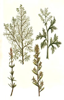 Absinthium ponticum aluine romane