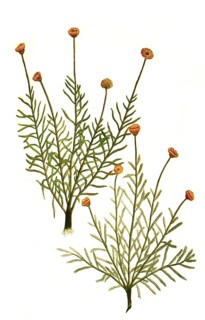 Abrotanum lisitanicum rorismarini folio and Abrotanum lusitanucom alterum