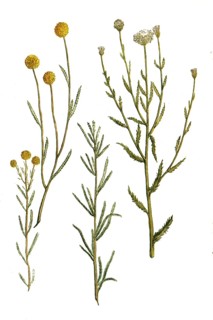 Boar's Rue