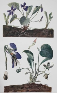 Scented violet