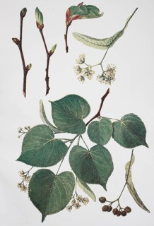 Stone lime