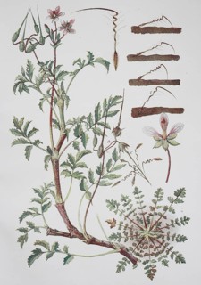 Redstem filaree