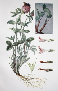 Red clover