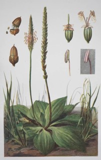 Hoary plantain