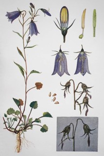 Harebell