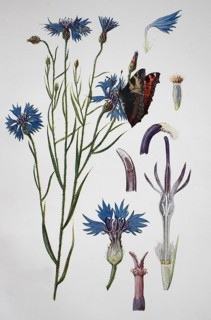 Cornflower