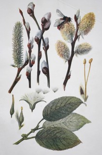 Goat willow