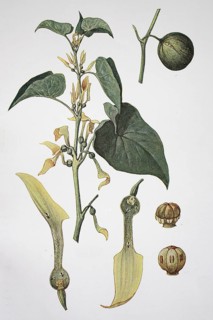 European birthwort