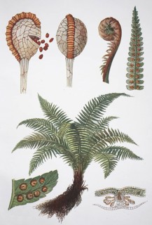 Male-fern