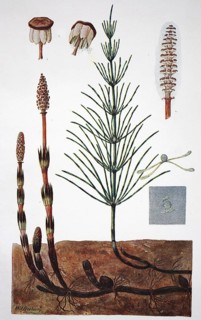 Field horsetail