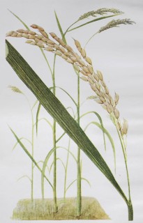 Rice