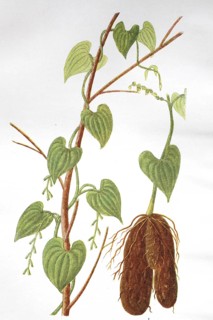 Yam