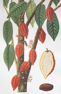 Kakau