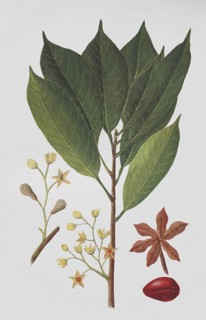 Cola
