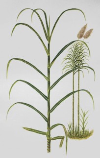 Sugar cane