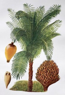 African oil palm
