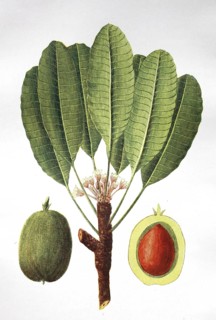 Shea tree